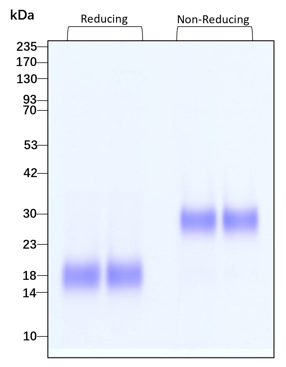 Purity of recombinant human GDNF was determined by SDS- polyacrylamide gel electrophoresis. The protein was resolved in an SDS- polyacrylamide gel in reducing and non-reducing conditions and stained using Coomassie blue.