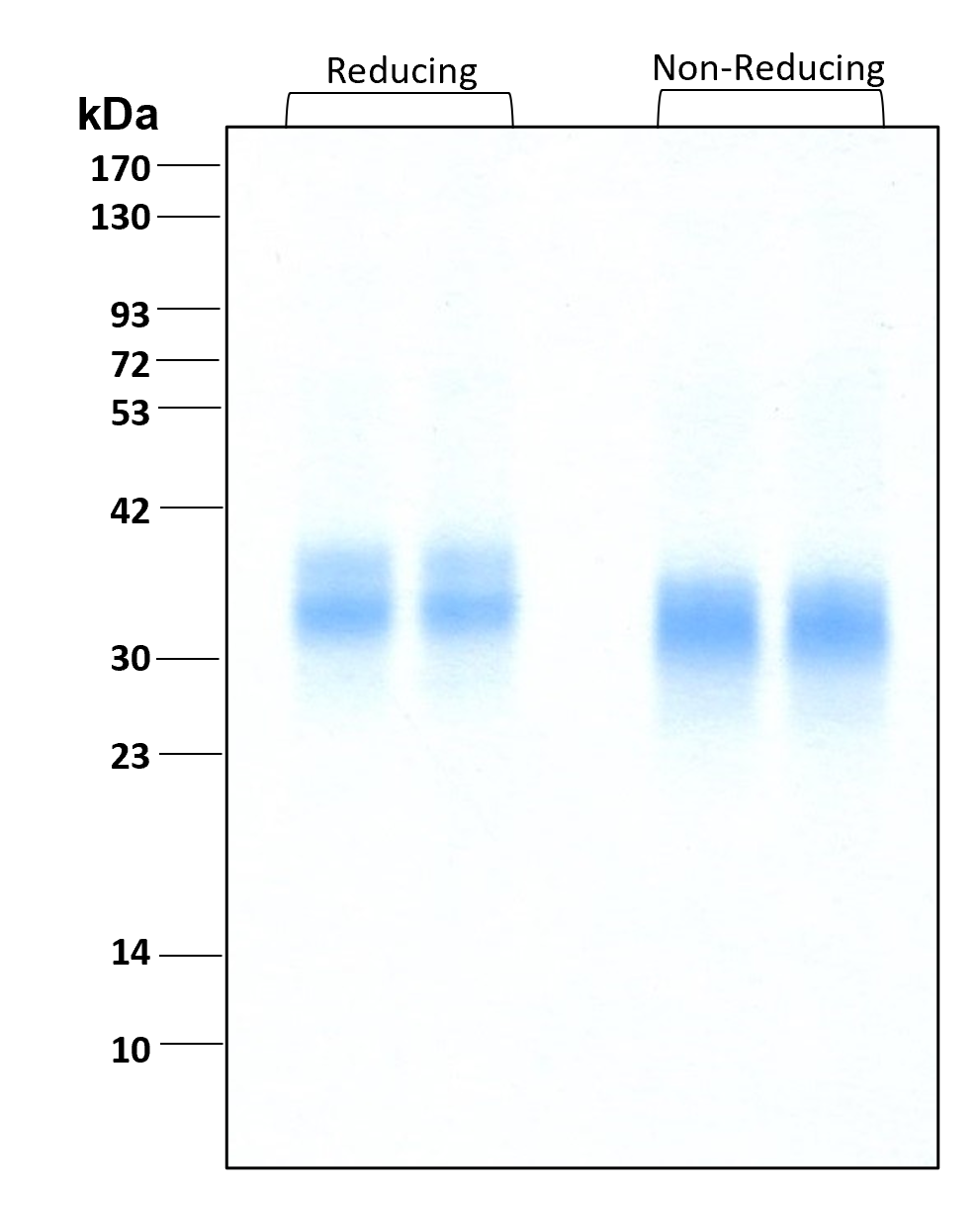 Purity of recombinant human DKK-1 was determined by SDS- polyacrylamide gel electrophoresis. The protein was resolved in an SDS- polyacrylamide gel in reducing and non-reducing conditions and stained using Coomassie blue.