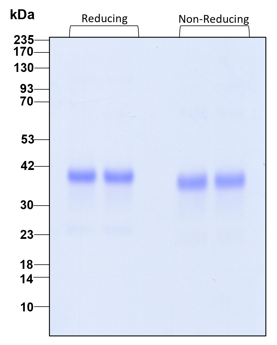 Purity of recombinant human IL-34 was determined by SDS- polyacrylamide gel electrophoresis. The protein was resolved in an SDS- polyacrylamide gel in reducing and non-reducing conditions and stained using Coomassie blue
