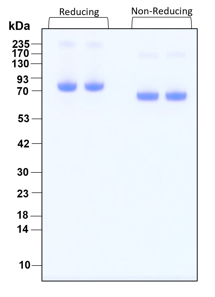 Purity of recombinant human Transferrin was determined by SDS- polyacrylamide gel electrophoresis. The protein was resolved in an SDS- polyacrylamide gel in reducing and non-reducing conditions and stained using Coomassie blue.