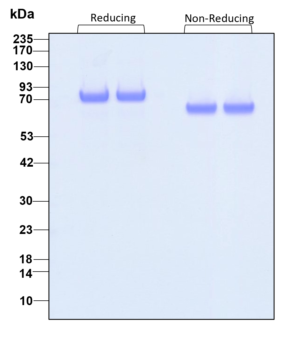 Purity of GMP recombinant human Transferrin was determined by SDS- polyacrylamide gel electrophoresis. The protein was resolved in an SDS- polyacrylamide gel in reducing and non-reducing conditions and stained using Coomassie blue.
