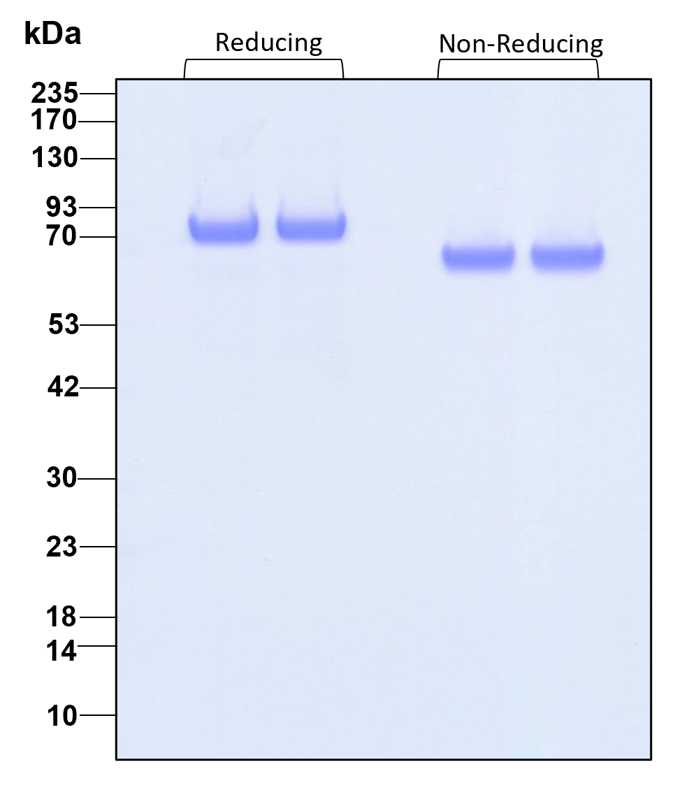 Purity of GMP recombinant human Transferrin was determined by SDS- polyacrylamide gel electrophoresis. The protein was resolved in an SDS- polyacrylamide gel in reducing and non-reducing conditions and stained using Coomassie blue.
