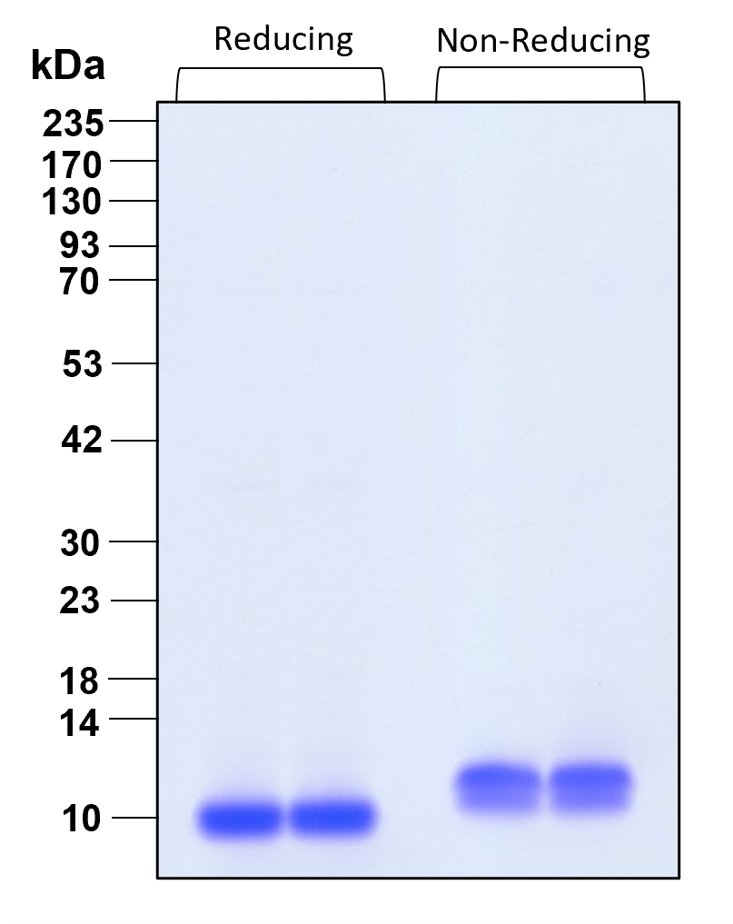 Purity of recombinant human IL-8 was determined by SDS- polyacrylamide gel electrophoresis. The protein was resolved in an SDS- polyacrylamide gel in reducing and non-reducing conditions and stained using Coomassie blue
