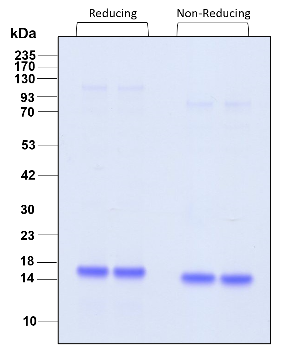 Purity of recombinant human IL-21 was determined by SDS- polyacrylamide gel electrophoresis. The protein was resolved in an SDS- polyacrylamide gel in reducing and non-reducing conditions and stained using Coomassie blue.
