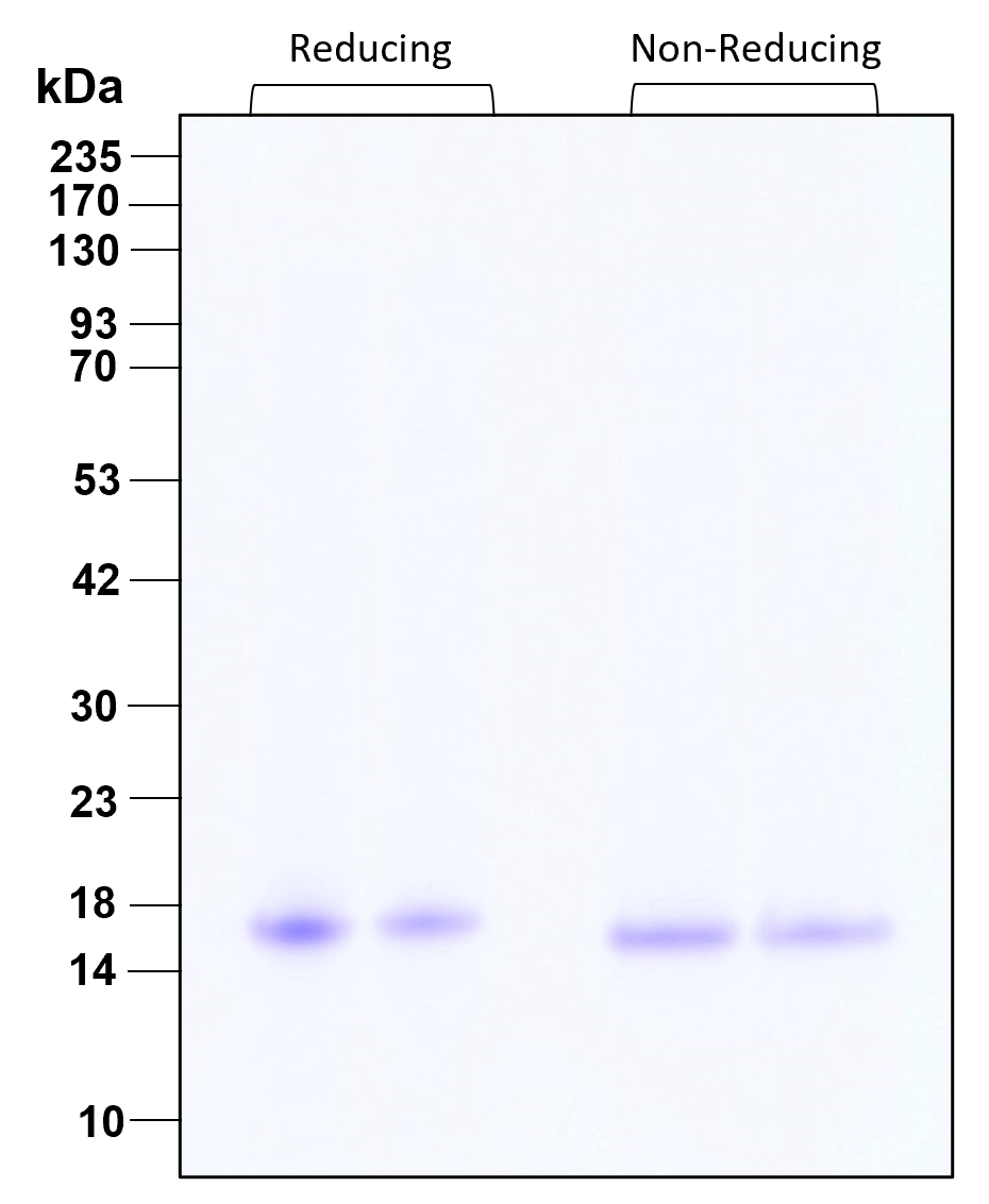 Purity of GMP-grade recombinant human IL-21 was determined by SDS- polyacrylamide gel electrophoresis. The protein was resolved in an SDS- polyacrylamide gel in reducing and non-reducing conditions and stained using Coomassie blue.
