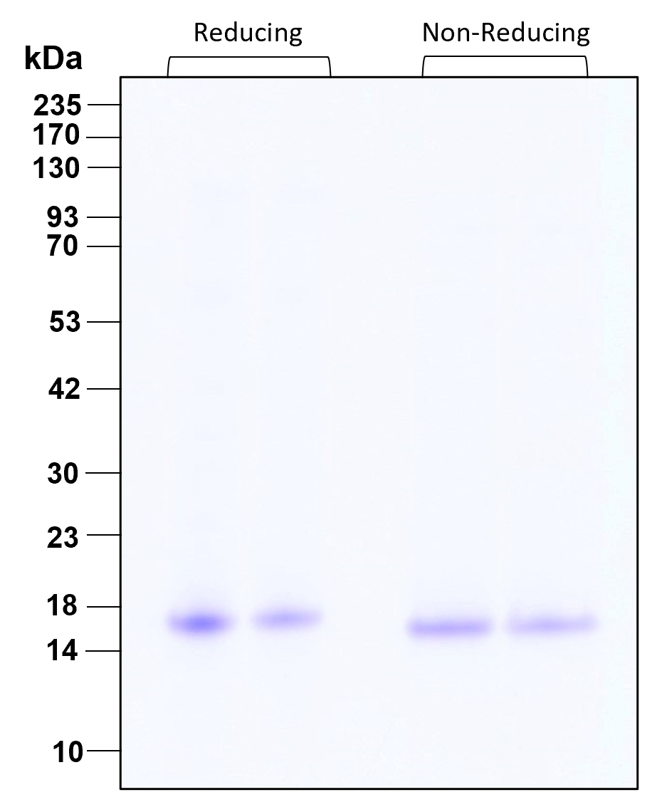 Purity of GMP-grade recombinant human IL-21 was determined by SDS- polyacrylamide gel electrophoresis. The protein was resolved in an SDS- polyacrylamide gel in reducing and non-reducing conditions and stained using Coomassie blue.
