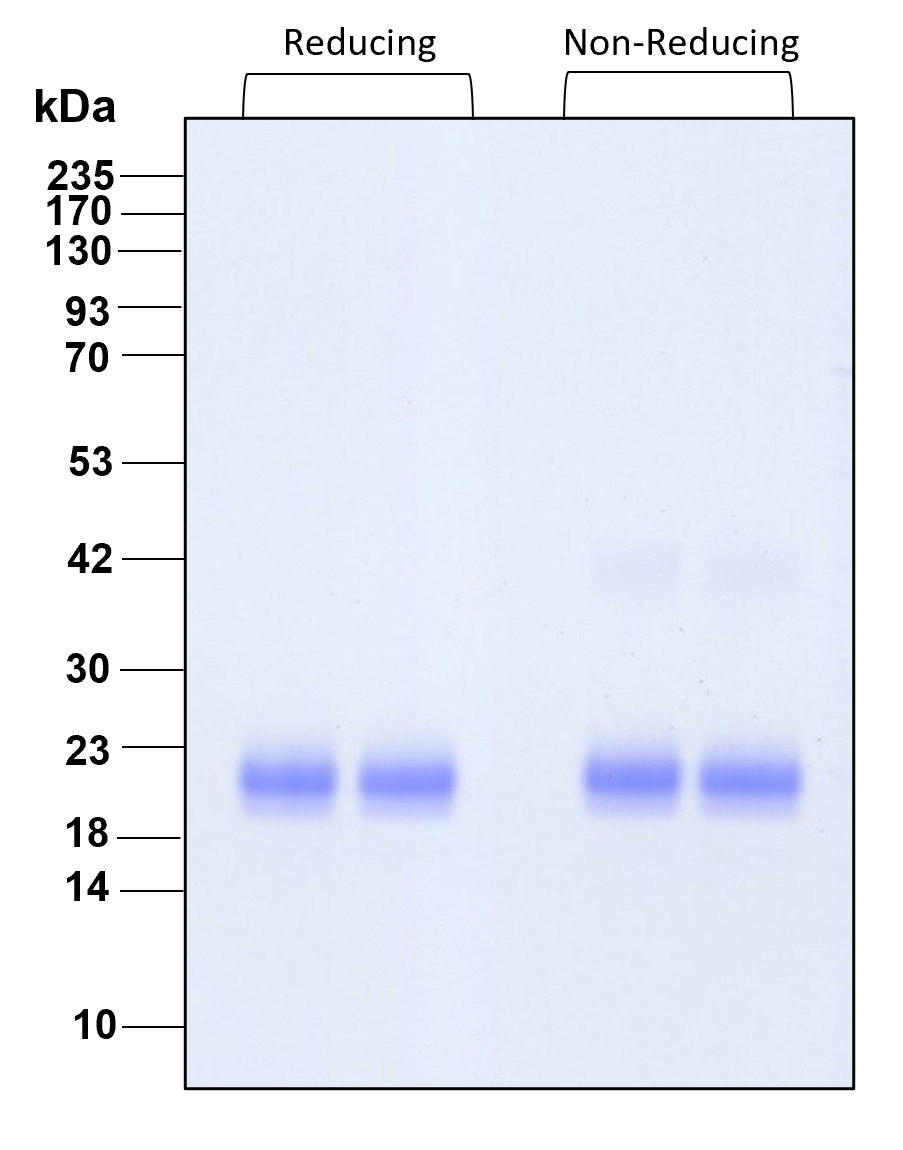 Purity of recombinant human IL-1 alpha was determined by SDS- polyacrylamide gel electrophoresis. The protein was resolved in an SDS- polyacrylamide gel in reducing and non-reducing conditions and stained using Coomassie blue.
