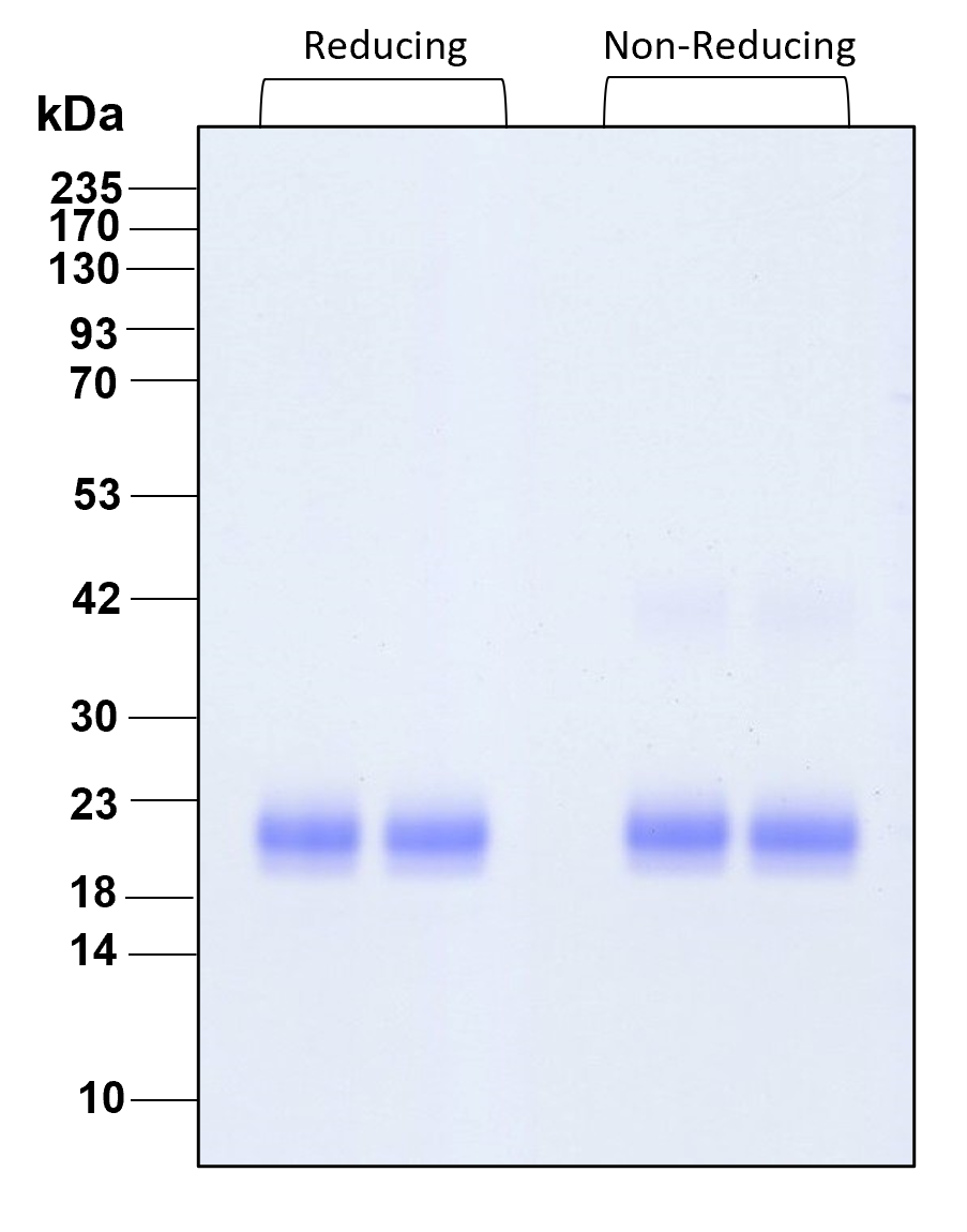 Purity of recombinant human IL-1 alpha was determined by SDS- polyacrylamide gel electrophoresis. The protein was resolved in an SDS- polyacrylamide gel in reducing and non-reducing conditions and stained using Coomassie blue.
