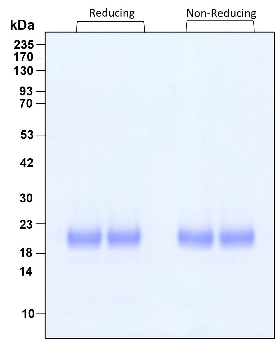 Purity of GMP-grade recombinant human IL-1 alpha was determined by SDS- polyacrylamide gel electrophoresis. The protein was resolved in an SDS- polyacrylamide gel in reducing and non-reducing conditions and stained using Coomassie blue.