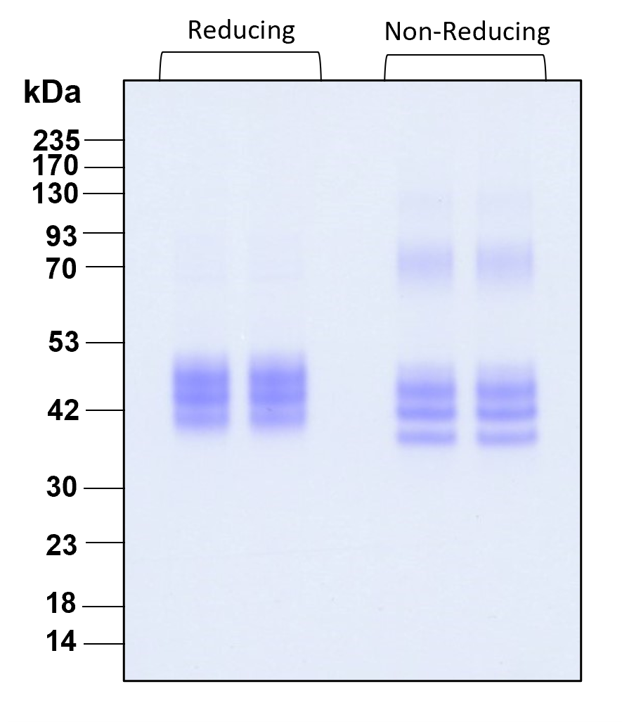 Purity of recombinant human IL-12 beta was determined by SDS- polyacrylamide gel electrophoresis. The protein was resolved in an SDS- polyacrylamide gel in reducing and non-reducing conditions and stained using Coomassie blue