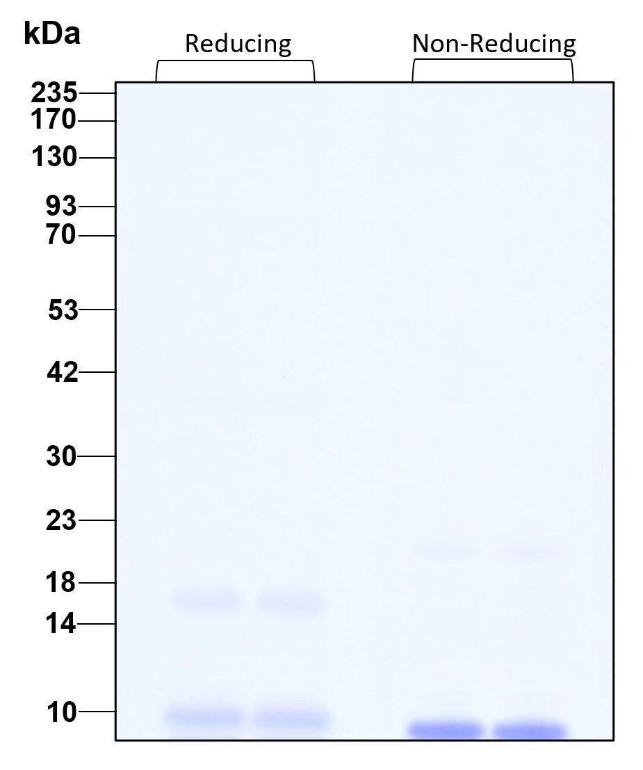 Purity of recombinant human IGF-I was determined by SDS- polyacrylamide gel electrophoresis. The protein was resolved in an SDS- polyacrylamide gel in reducing and non-reducing conditions and stained using Coomassie blue.