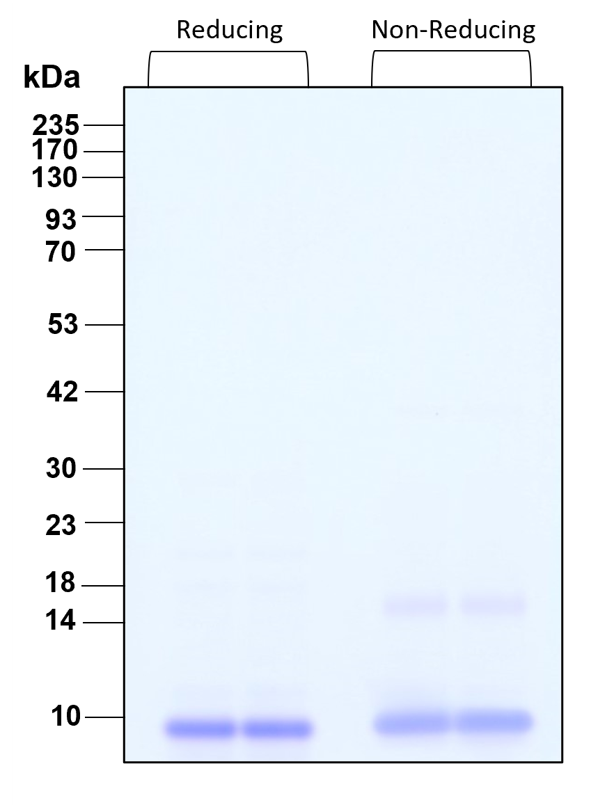 Purity of recombinant human IL-12 beta was determined by SDS- polyacrylamide gel electrophoresis. The protein was resolved in an SDS- polyacrylamide gel in reducing and non-reducing conditions and stained using Coomassie blue.