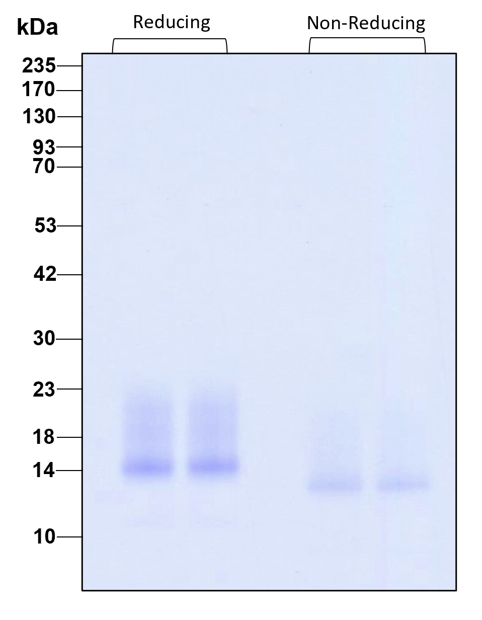 Purity of recombinant human IL-15 was determined by SDS- polyacrylamide gel electrophoresis. The protein was resolved in an SDS- polyacrylamide gel in reducing and non-reducing conditions and stained using Coomassie blue