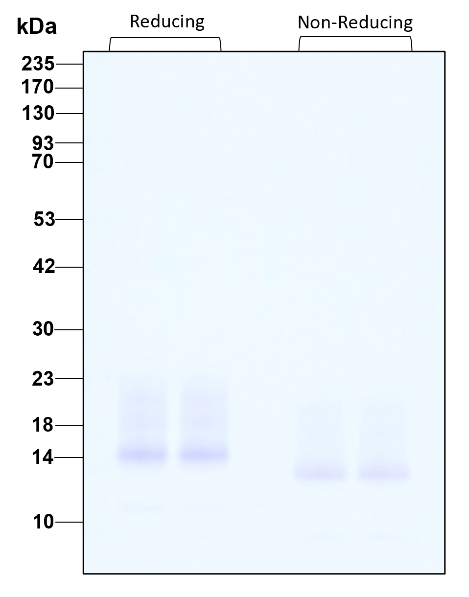 Purity of recombinant human IL-15 was determined by SDS- polyacrylamide gel electrophoresis. The protein was resolved in an SDS- polyacrylamide gel in reducing and non-reducing conditions and stained using Coomassie blue