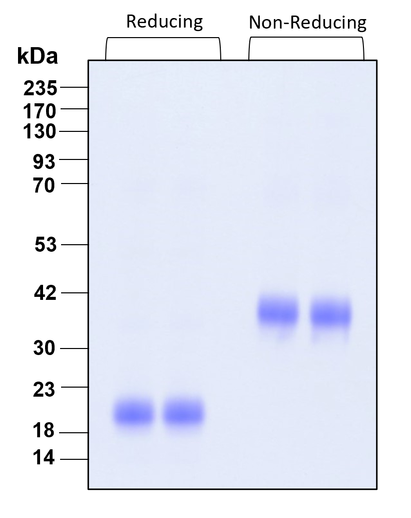 Purity of recombinant human IL-5 was determined by SDS- polyacrylamide gel electrophoresis. The protein was resolved in an SDS- polyacrylamide gel in reducing and non-reducing conditions and stained using Coomassie blue