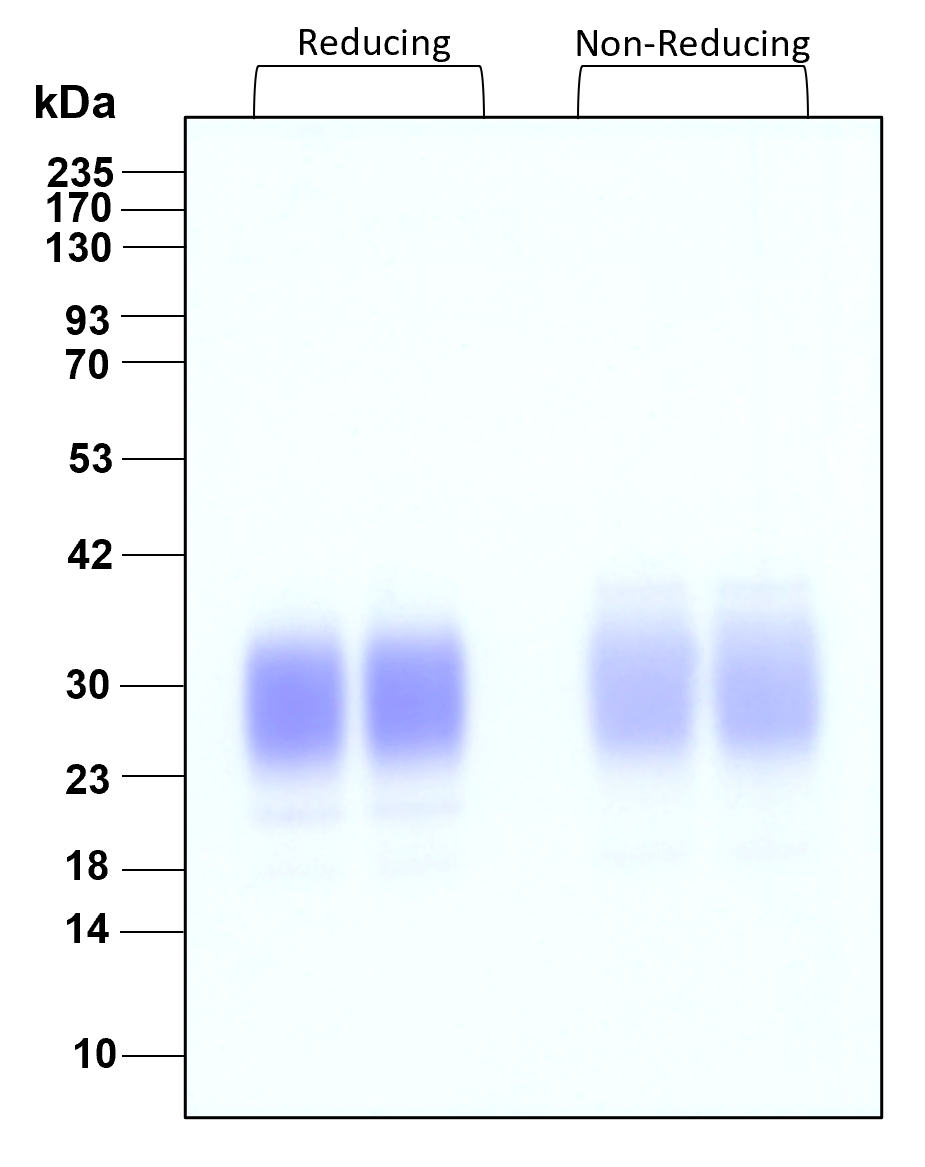 Purity of recombinant human IL-22 was determined by SDS- polyacrylamide gel electrophoresis. The protein was resolved in an SDS- polyacrylamide gel in reducing and non-reducing conditions and stained using Coomassie blue.