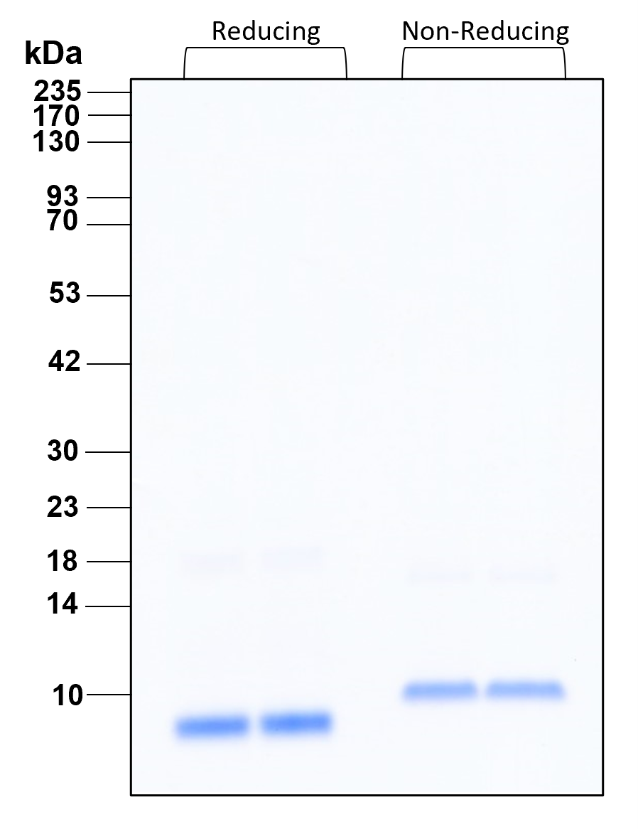 Purity of recombinant human EGF was determined by SDS- polyacrylamide gel electrophoresis. The protein was resolved in an SDS- polyacrylamide gel in reducing and non-reducing conditions and stained using Coomassie blue.