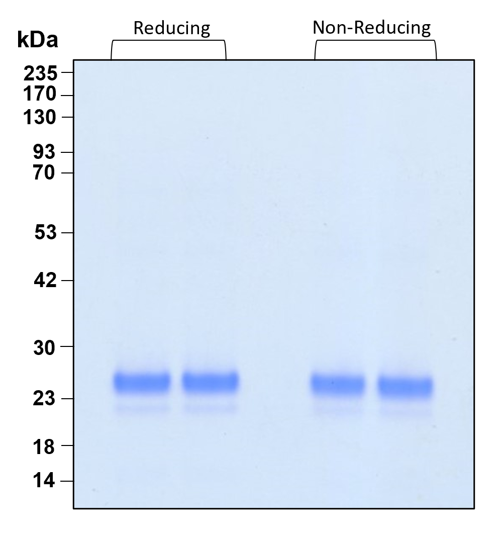Purity of recombinant human FGF-9 was determined by SDS- polyacrylamide gel electrophoresis. The protein was resolved in an SDS- polyacrylamide gel in reducing and non-reducing conditions and stained using Coomassie blue.