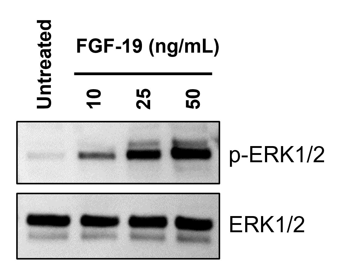 HepG2 cells were serum starved overnight, and treated with FGF-19 (HZ-1330) for 30 min
at indicated concentrations. Cells were harvested and lysed using RIPA buffer with inhibitors. 
Western blot was performed with Proteintech antibodies, phospho-ERK1/2 (Thr202/Tyr204) 
Polyclonal antibody (28733-1-AP) and ERK1/2 Polyclonal antibody (11257-1-AP).
