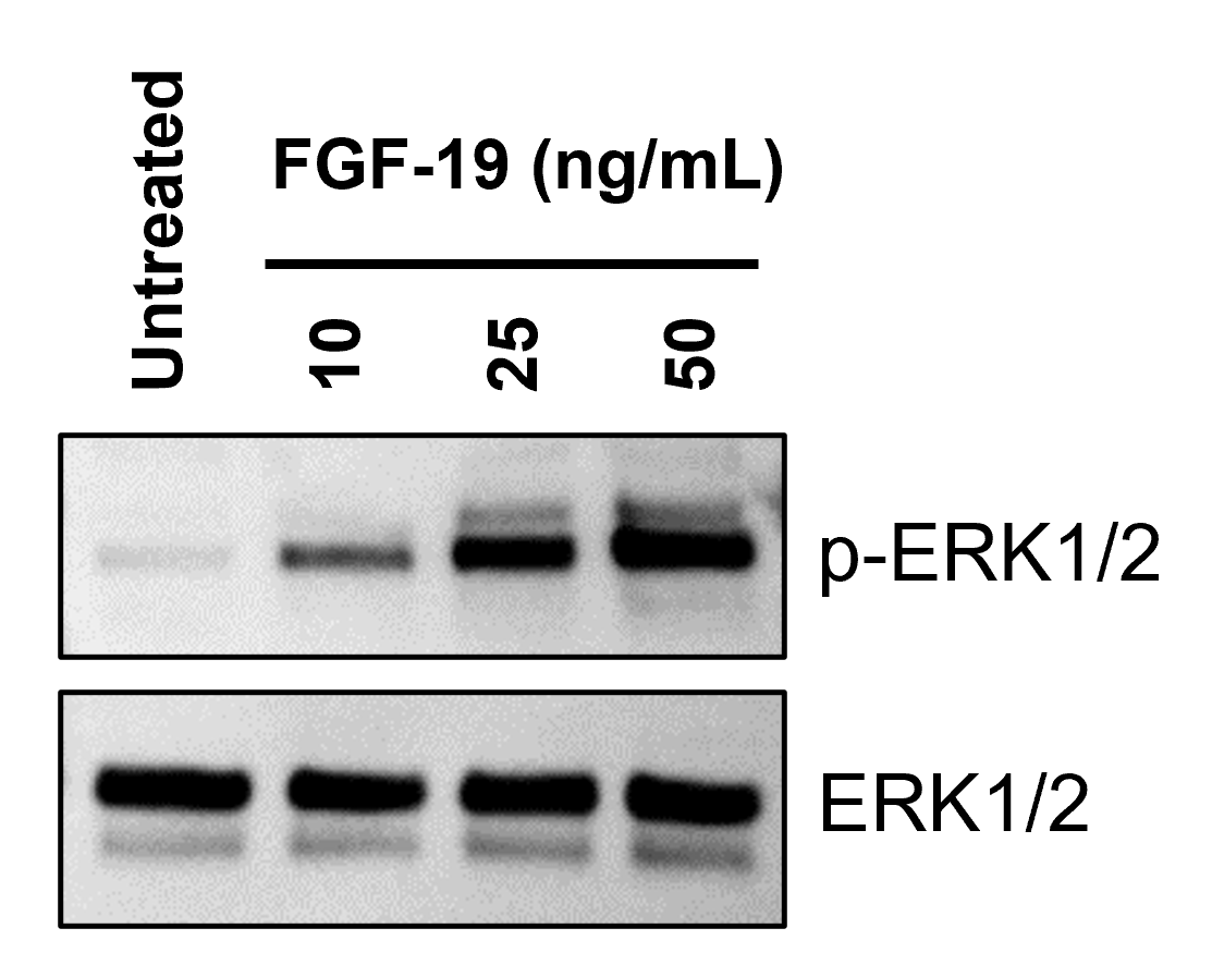 HepG2 cells were serum starved overnight, and treated with FGF-19 (HZ-1330) for 30 min
at indicated concentrations. Cells were harvested and lysed using RIPA buffer with inhibitors. 
Western blot was performed with Proteintech antibodies, phospho-ERK1/2 (Thr202/Tyr204) 
Polyclonal antibody (28733-1-AP) and ERK1/2 Polyclonal antibody (11257-1-AP).
