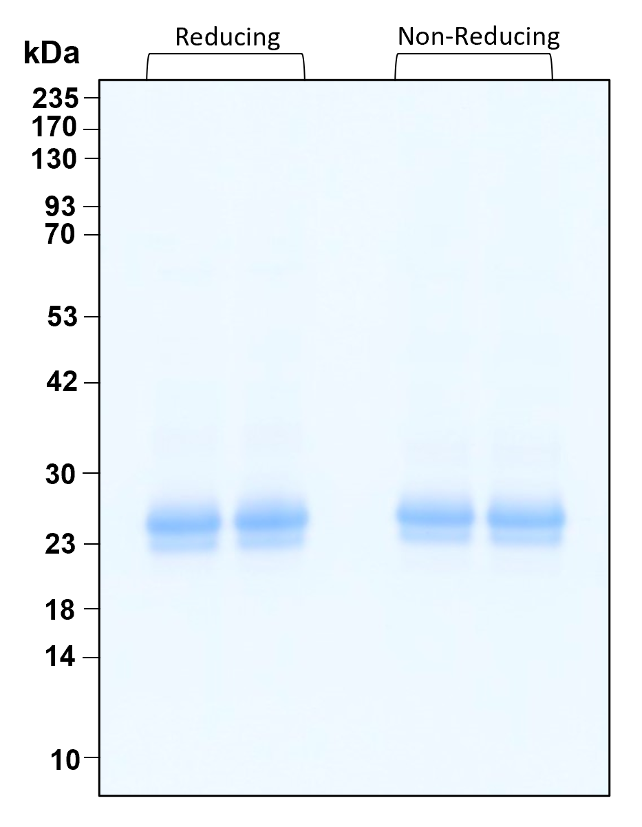 Purity of recombinant human CNTF was determined by SDS- polyacrylamide gel electrophoresis. The protein was resolved in an SDS- polyacrylamide gel in reducing and non-reducing conditions and stained using Coomassie blue.
