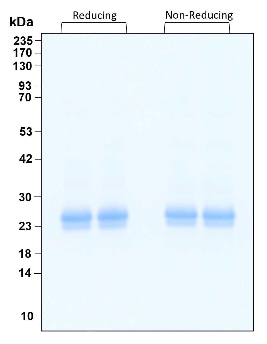 Purity of recombinant human CNTF was determined by SDS- polyacrylamide gel electrophoresis. The protein was resolved in an SDS- polyacrylamide gel in reducing and non-reducing conditions and stained using Coomassie blue.
