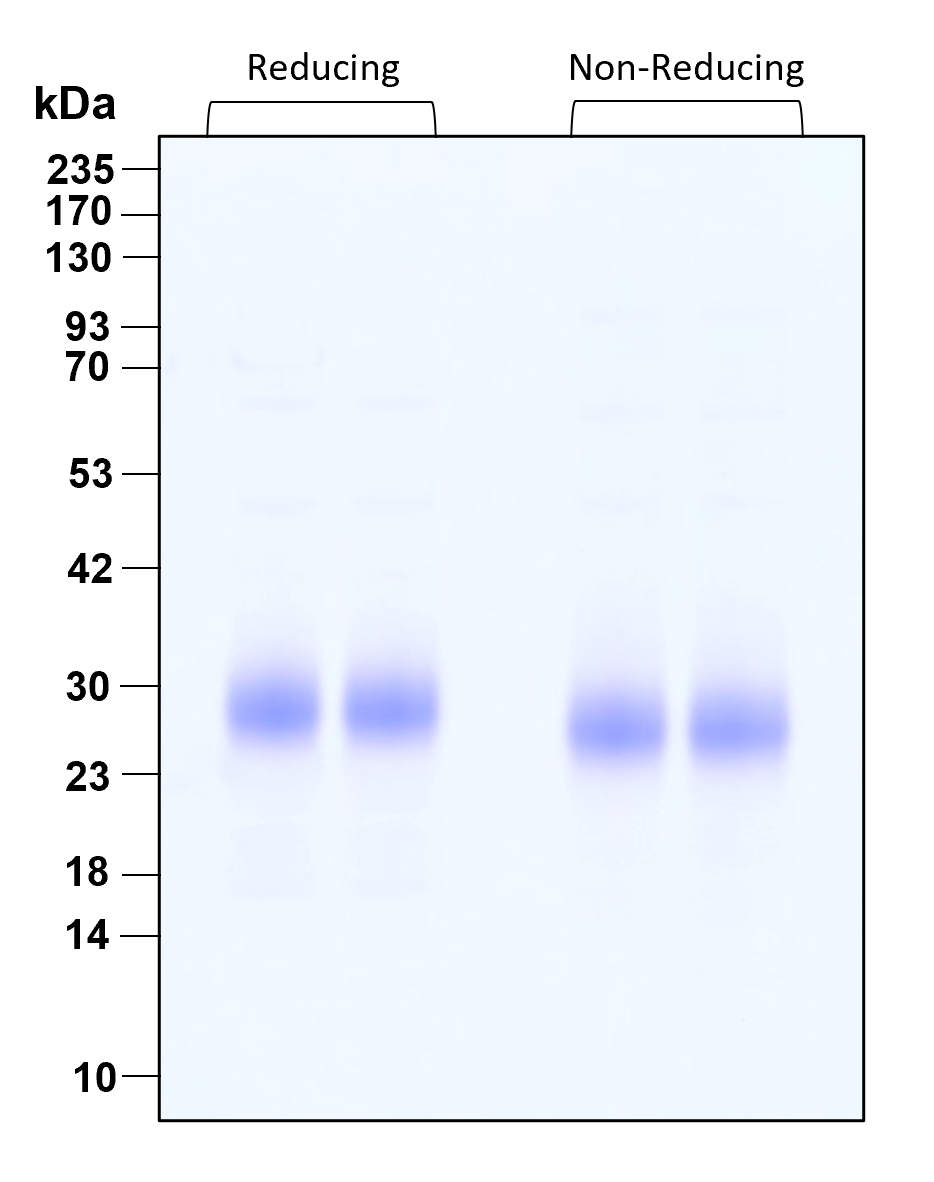 Purity of recombinant human IL-19 was determined by SDS- polyacrylamide gel electrophoresis. The protein was resolved in an SDS- polyacrylamide gel in reducing and non-reducing conditions and stained using Coomassie blue.