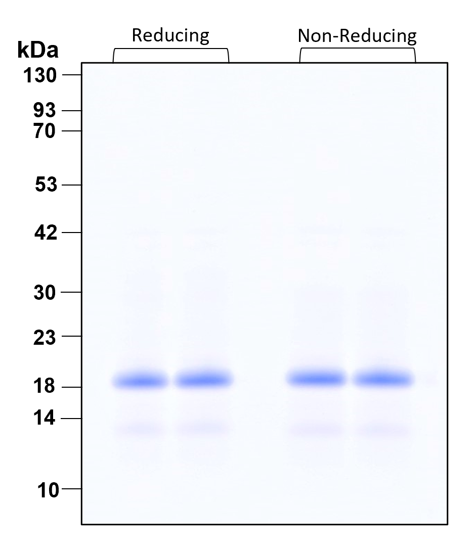 Purity of recombinant human IL-11 was determined by SDS- polyacrylamide gel electrophoresis. The protein was resolved in an SDS- polyacrylamide gel in reducing and non-reducing conditions and stained using Coomassie blue.