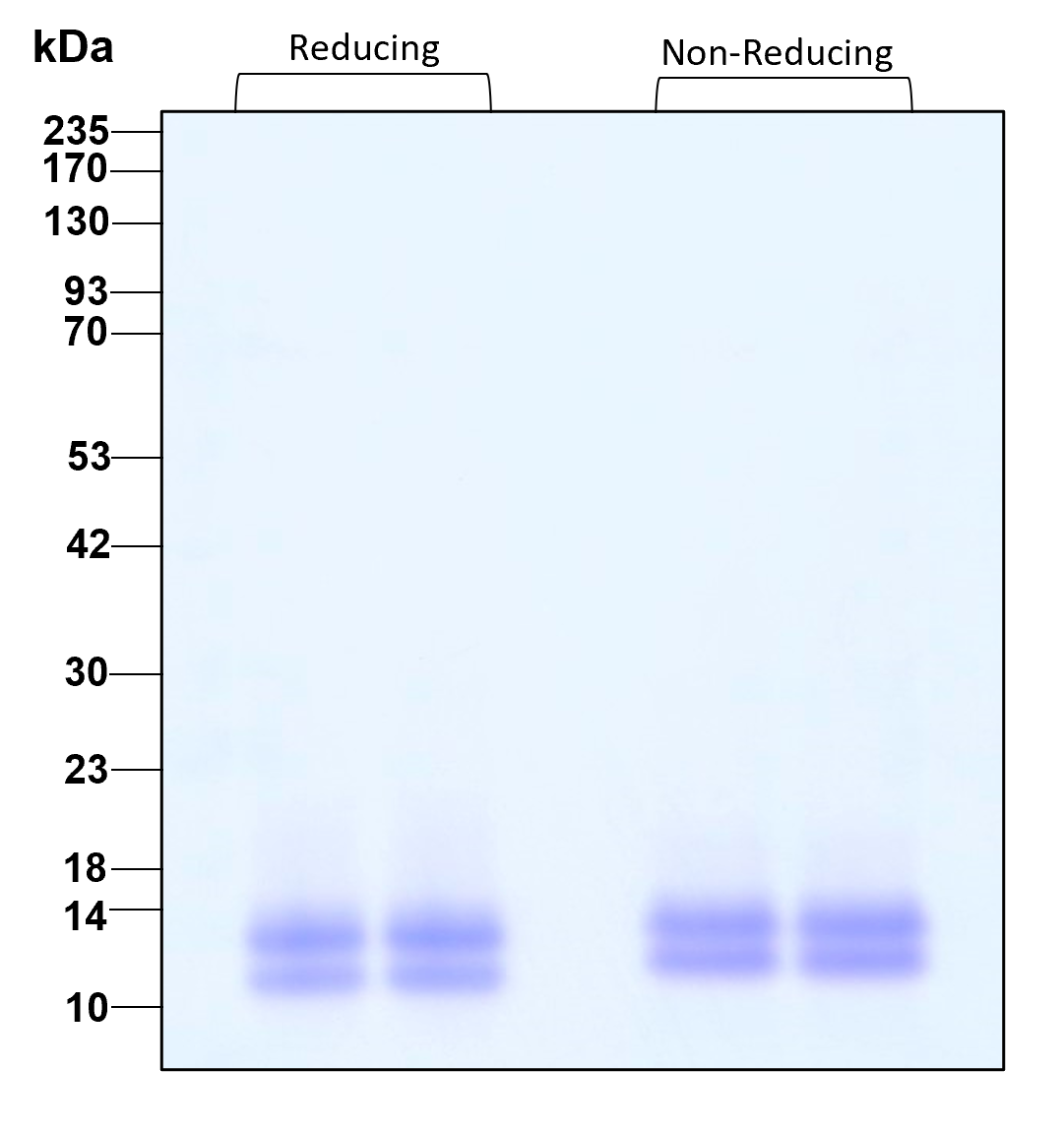 Purity of recombinant human MCP-1 was determined by SDS- polyacrylamide gel electrophoresis. The protein was resolved in an SDS- polyacrylamide gel in reducing and non-reducing conditions and stained using Coomassie blue.