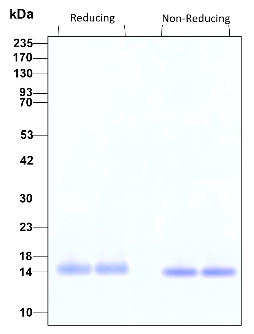 Purity of recombinant human BDNF was determined by SDS- polyacrylamide gel electrophoresis. The protein was resolved in an SDS- polyacrylamide gel in reducing and non-reducing conditions and stained using Coomassie blue.