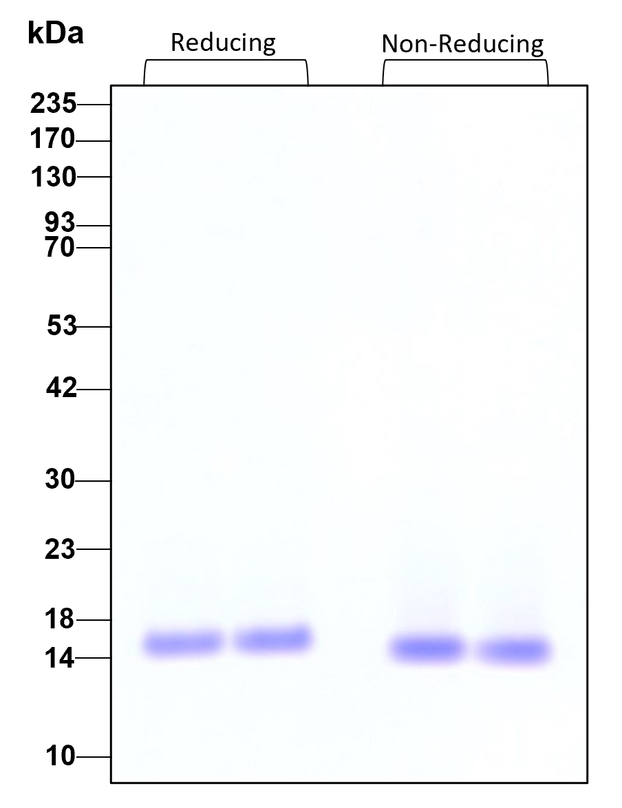 Purity of recombinant human BDNF was determined by SDS- polyacrylamide gel electrophoresis. The protein was resolved in an SDS- polyacrylamide gel in reducing and non-reducing conditions and stained using Coomassie blue.