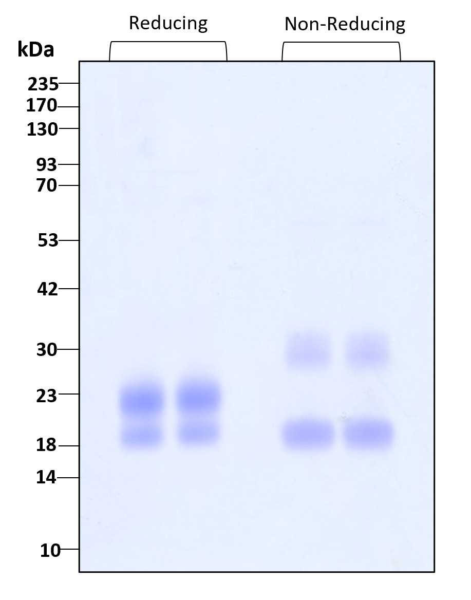 Purity of recombinant human VEGF-C was determined by SDS- polyacrylamide gel electrophoresis. The protein was resolved in an SDS- polyacrylamide gel in reducing and non-reducing conditions and stained using Coomassie blue.