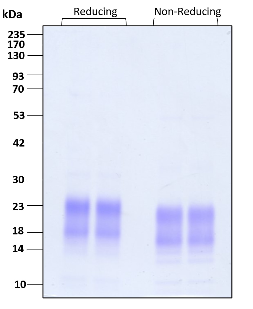 Purity of recombinant human Betacellulin was determined by SDS- polyacrylamide gel electrophoresis. The protein was resolved in an SDS- polyacrylamide gel in reducing and non-reducing conditions and stained using Coomassie blue.