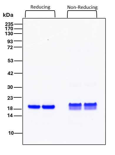 Purity of recombinant human IL-18 was determined by SDS- polyacrylamide gel electrophoresis. The protein was resolved in an SDS- polyacrylamide gel in reducing and non-reducing conditions and stained using Coomassie blue. Purity of recombinant human IL-18 was determined by SDS- polyacrylamide gel electrophoresis. The protein was resolved in an SDS- polyacrylamide gel in reducing and non-reducing conditions and stained using Coomassie blue.