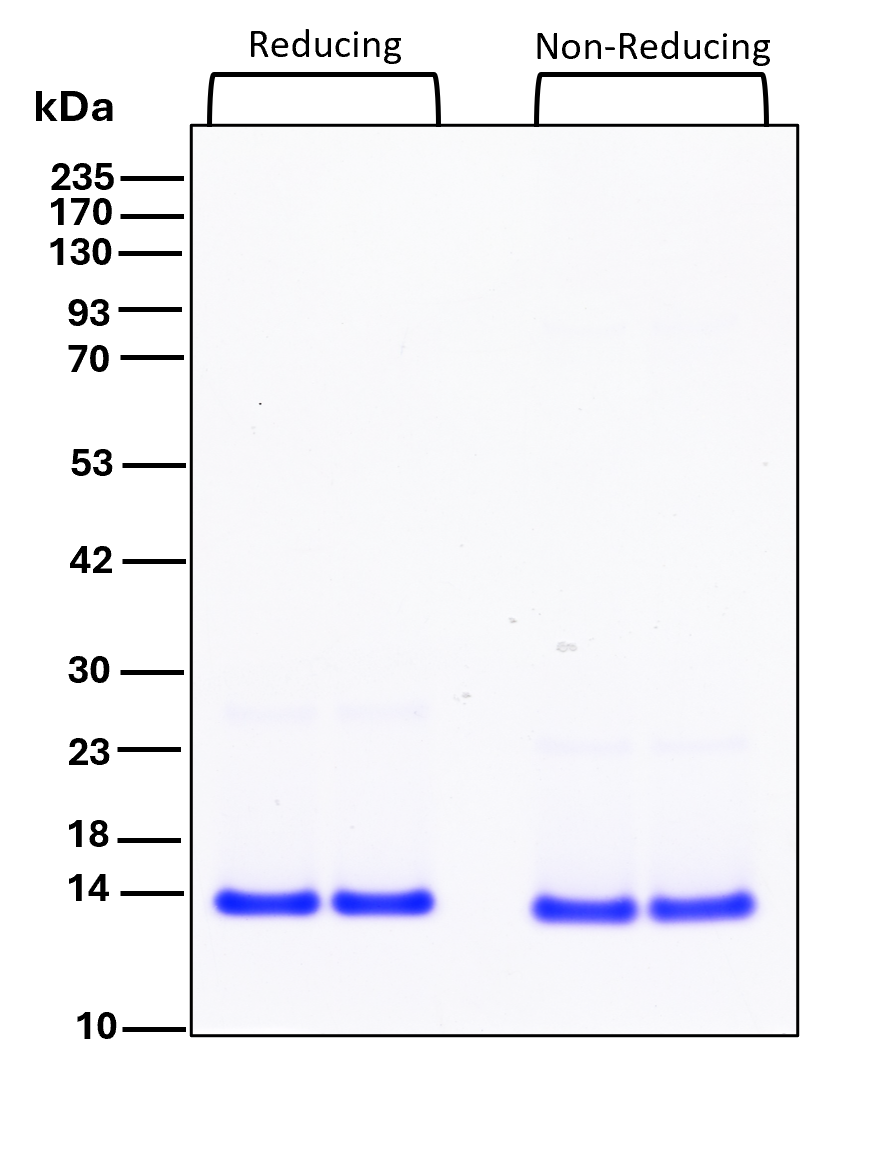 Purity of recombinant human NT-3 was determined by SDS- polyacrylamide gel electrophoresis. The protein was resolved in an SDS- polyacrylamide gel in reducing and non-reducing conditions and stained using Coomassie blue. Purity of recombinant human NT-3 was determined by SDS- polyacrylamide gel electrophoresis. The protein was resolved in an SDS- polyacrylamide gel in reducing and non-reducing conditions and stained using Coomassie blue.