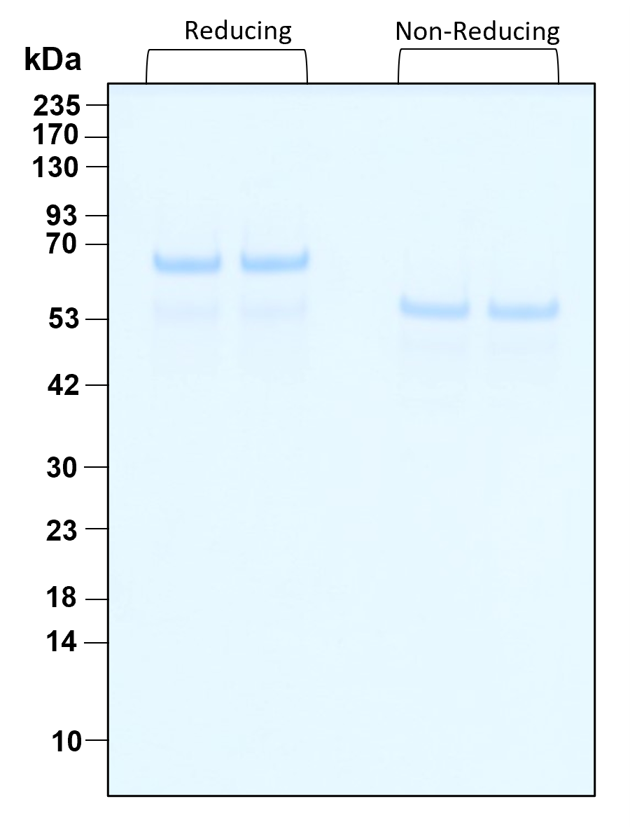 Purity of recombinant human HSA (HZ-3001) was determined by SDS- polyacrylamide gel electrophoresis. The protein was resolved in an SDS- polyacrylamide gel in reducing and non-reducing conditions and stained using Coomassie blue.