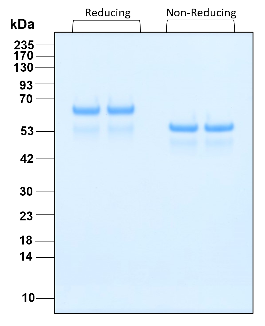 Purity of GMP-grade recombinant human HSA (HZ-3001-GMP) was determined by SDS- polyacrylamide gel electrophoresis. The protein was resolved in an SDS- polyacrylamide gel in reducing and non-reducing conditions and stained using Coomassie blue.