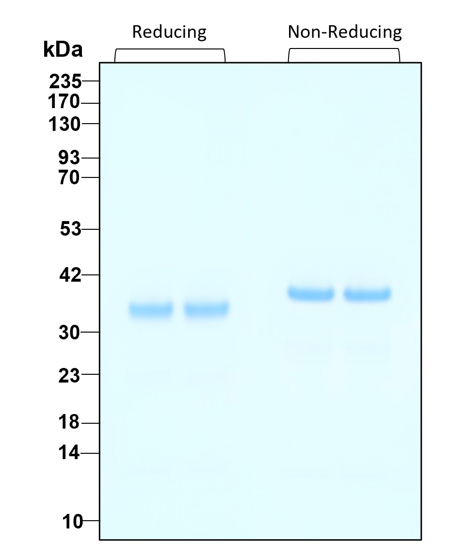 Purity of recombinant human thrombin was determined by SDS- polyacrylamide gel electrophoresis. The protein was resolved in an SDS- polyacrylamide gel in reducing and non-reducing conditions and stained using Coomassie blue.