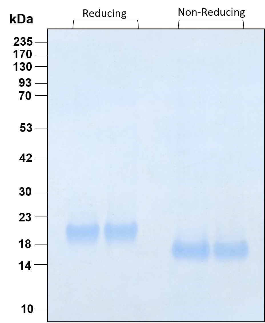 The protein was resolved by SDS-polyacrylamide gel electrophoresis and the gel was stained with Coomassie blue.