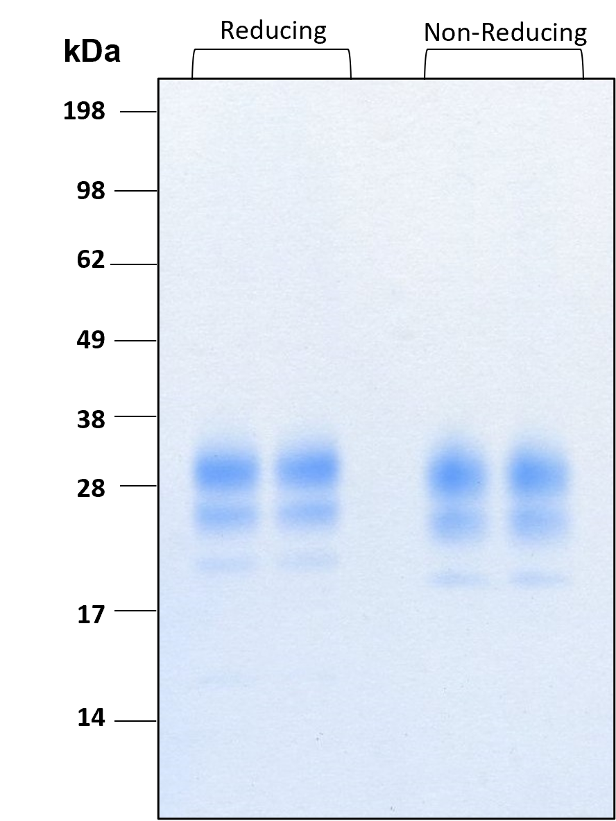 Purity of recombinant human IL-7 was determined by SDS- polyacrylamide gel electrophoresis. The protein was resolved in an SDS- polyacrylamide gel in reducing and non-reducing conditions and stained using Coomassie blue

