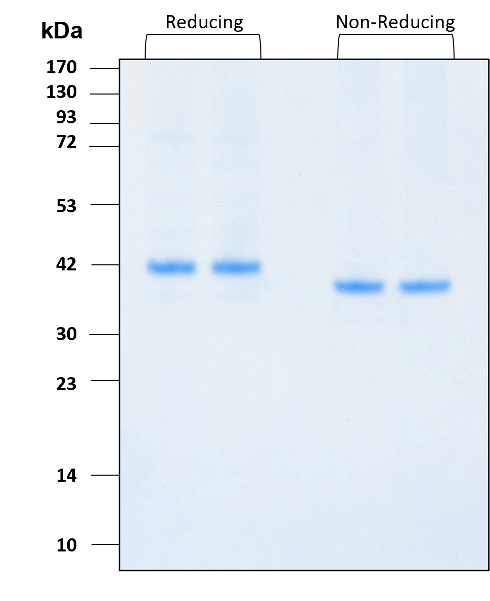 The protein was resolved by SDS-polyacrylamide gel electrophoresis and the gel was stained with Coomassie blue.