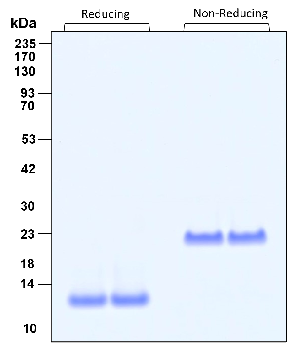 Purity of recombinant TGF beta 1 was determined by SDS-polyacrylamide gel electrophoresis. The protein was resolved in an SDS-polyacrylamide gel in reducing and non-reducing conditions followed by staining with Comassie blue.