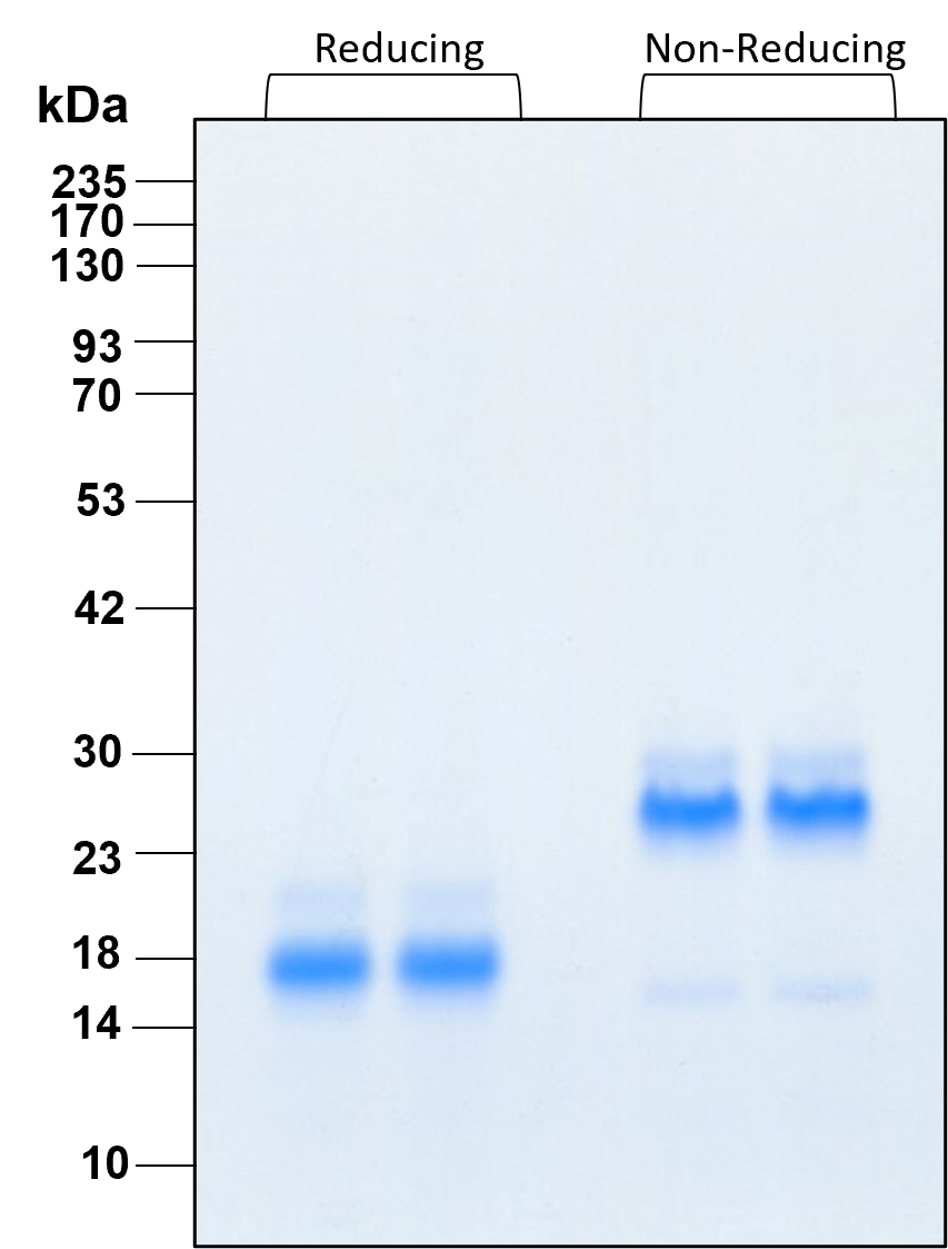 Purity of recombinant human BMP-2 was determined by SDS- polyacrylamide gel electrophoresis. The protein was resolved in an SDS- polyacrylamide gel in reducing and non-reducing conditions and stained using Coomassie blue.