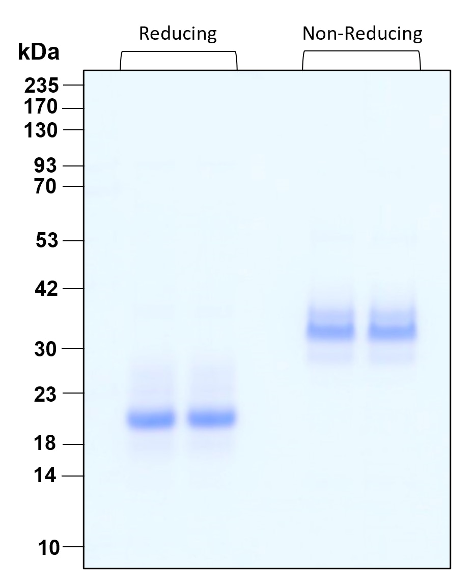 Purity of recombinant human BMP-7 was determined by SDS- polyacrylamide gel electrophoresis. The protein was resolved in an SDS- polyacrylamide gel in reducing and non-reducing conditions and stained using Coomassie blue.

