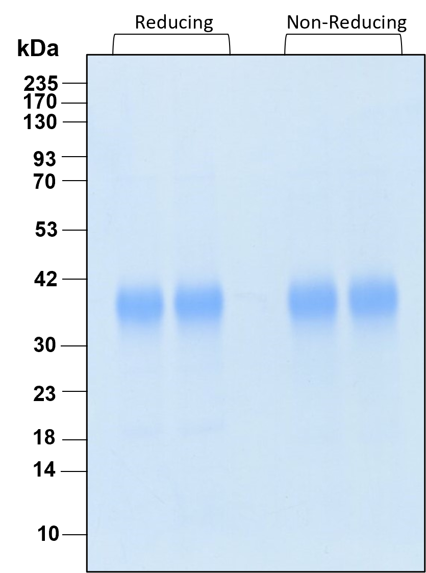 The protein was resolved by SDS- polyacrylamide gel electrophoresis and the gel was stained with Coomassie blue.