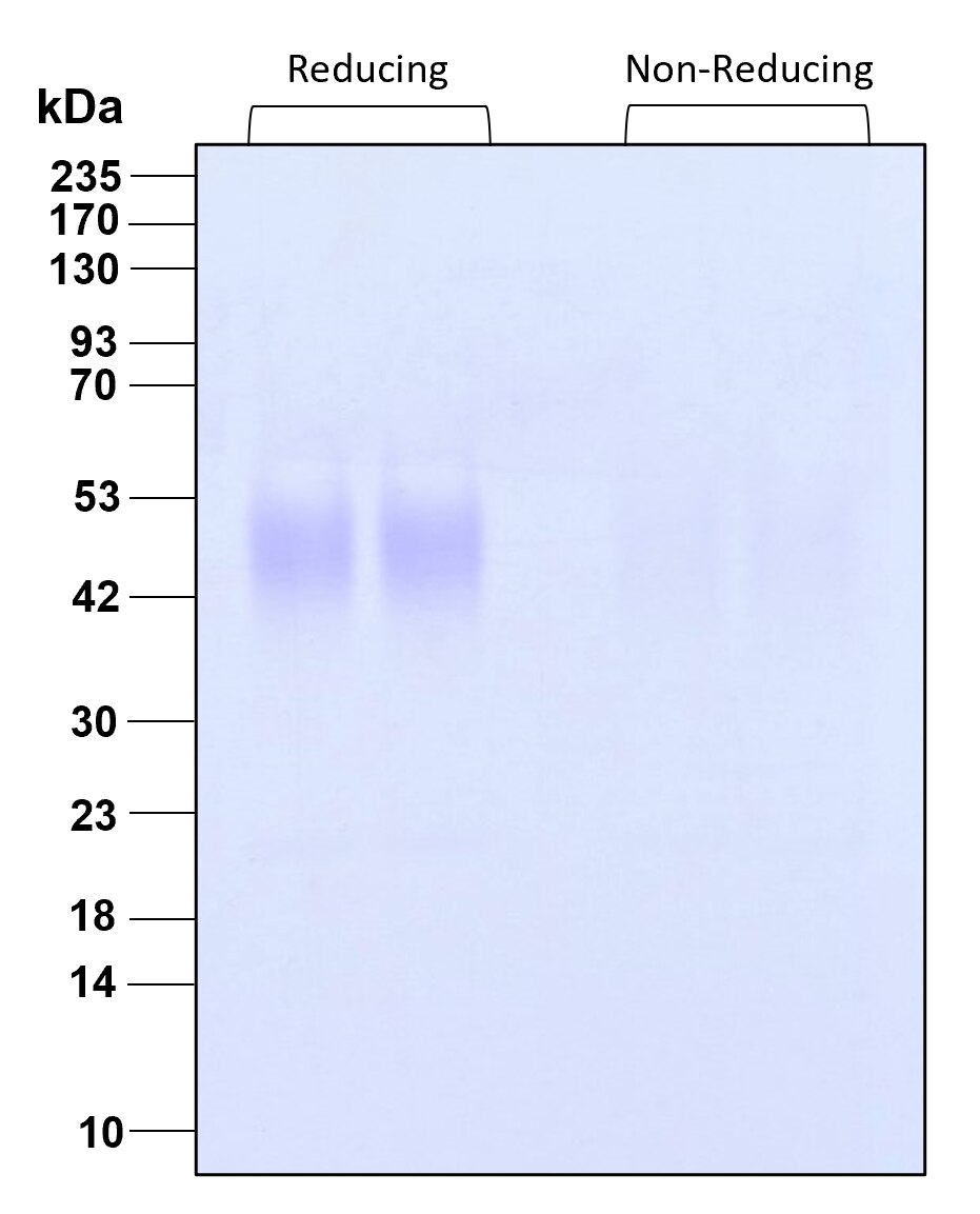 Purity of recombinant human LIF was determined by SDS- polyacrylamide gel electrophoresis. The protein was resolved in an SDS- polyacrylamide gel in reducing and non-reducing conditions and stained using Coomassie blue.

