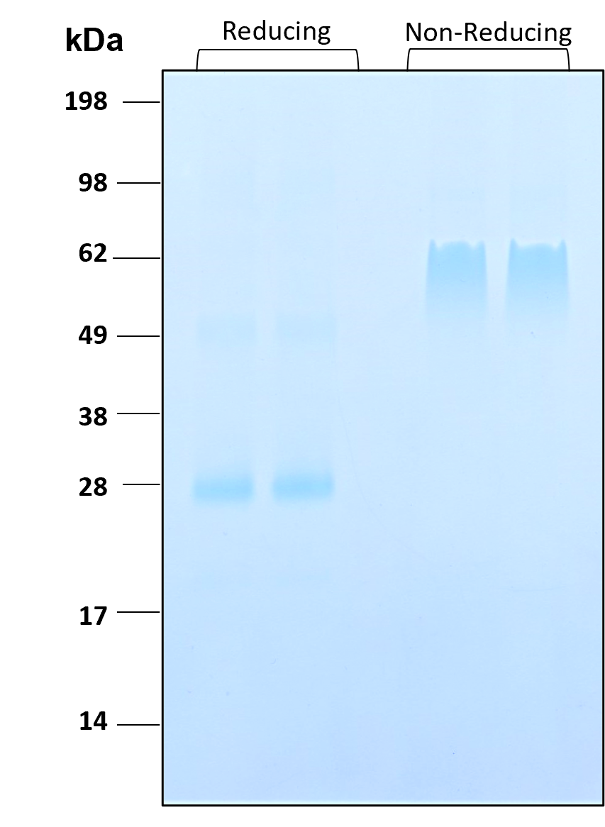 Purity of recombinant human Noggin was determined by SDS- polyacrylamide gel electrophoresis. The protein was resolved in an SDS- polyacrylamide gel in reducing and non-reducing conditions and stained using Coomassie blue.

