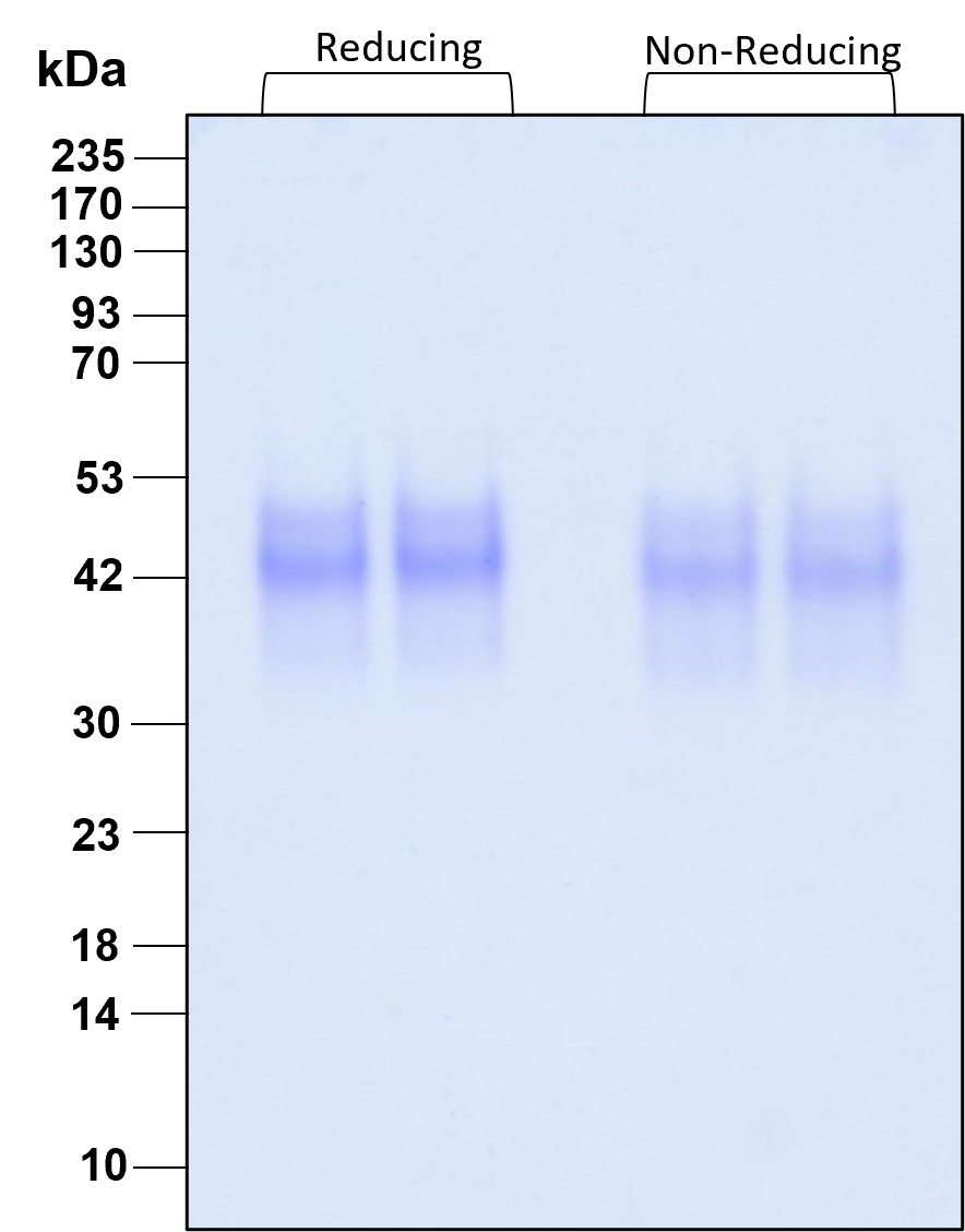 Purity of recombinant human SCF was determined by SDS- polyacrylamide gel electrophoresis. The protein was resolved in an SDS- polyacrylamide gel in reducing and non-reducing conditions and stained using Coomassie blue

