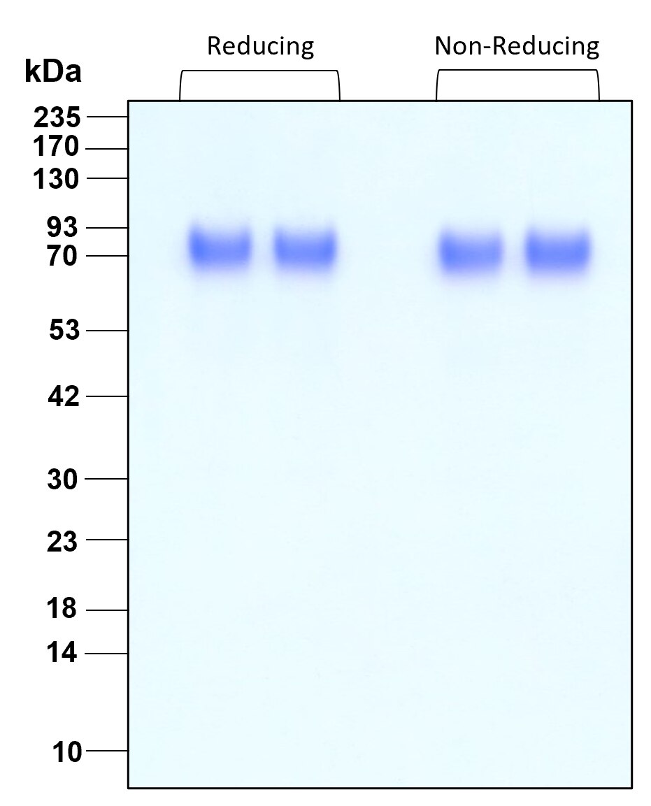 Purity of recombinant human TPO was determined by SDS- polyacrylamide gel electrophoresis. The protein was resolved in an SDS- polyacrylamide gel in reducing and non-reducing conditions and stained using Coomassie blue.


