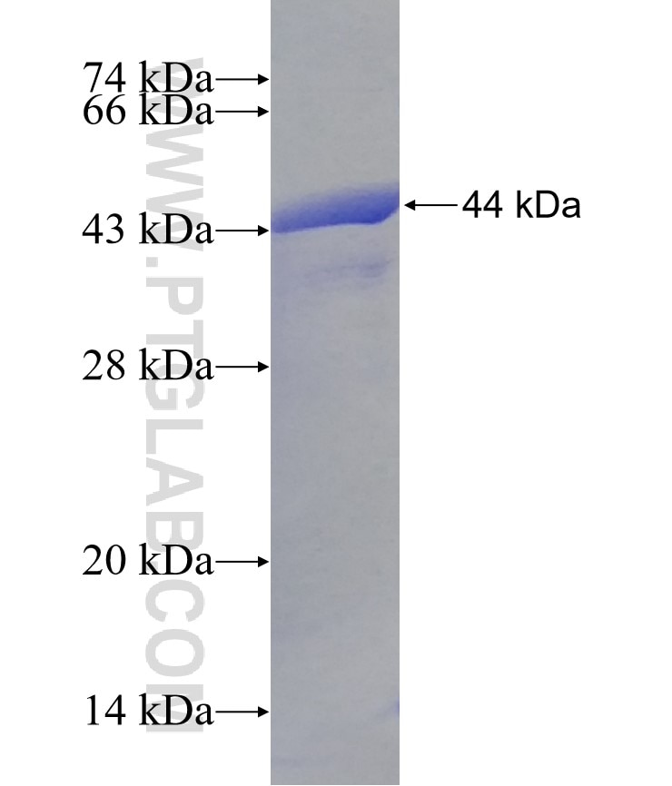 rPTPσ fusion protein Ag30152 SDS-PAGE